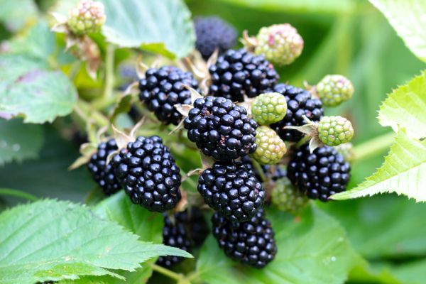 Blackberry Bush Removal in Sun Prairie