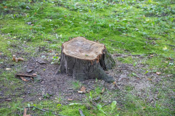 Bush Stump Removal in Sun Prairie