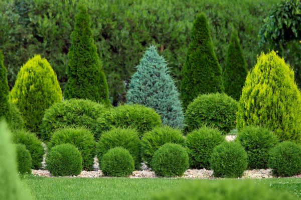 Cost of Bush Trimming Service in Sun Prairie