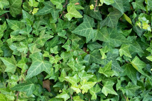 Cost of English Ivy Removal in Sun Prairie