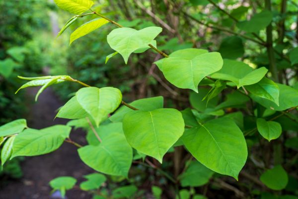 Invasive Plant Removal in Sun Prairie