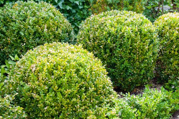 Landscape Trimming Service in Sun Prairie