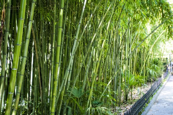 Bamboo Root Removal in Sun Prairie