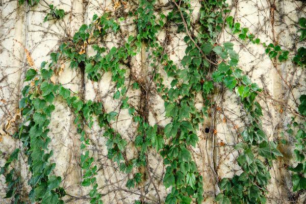 Vine Removal Service in Sun Prairie