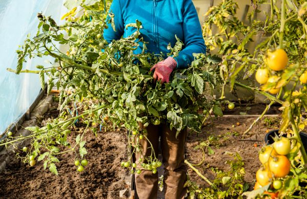 Garden Plant Removal in Sun Prairie
