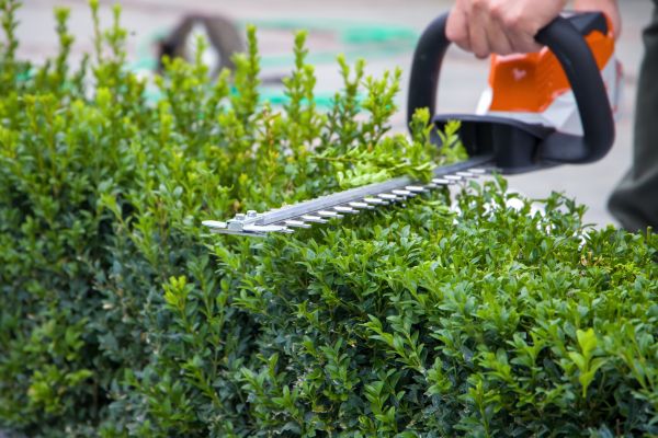 Hedge Shearing in Sun Prairie