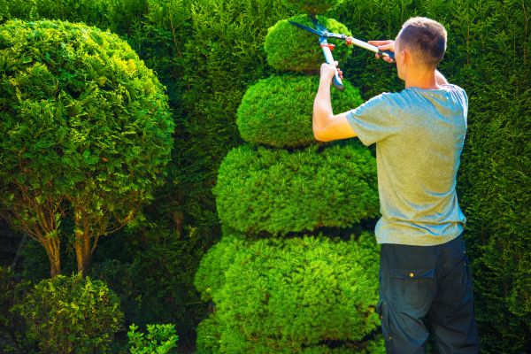 Topiary Shaping in Sun Prairie