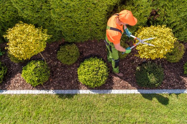 Topiary Trimming in Sun Prairie