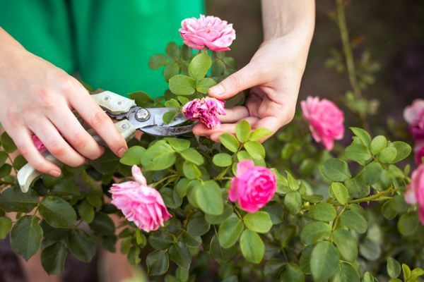 Rose Shearing in Sun Prairie