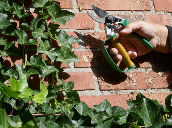 Ivy Removal Service in Sun Prairie