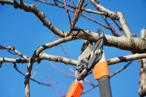 Selective Pruning in Sun Prairie