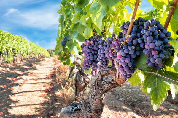 Cost of Grapevine Pruning in Sun Prairie