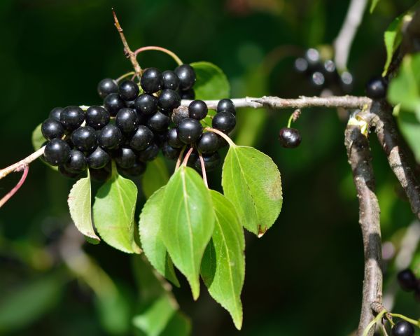 Cost of Buckthorn Removal in Sun Prairie