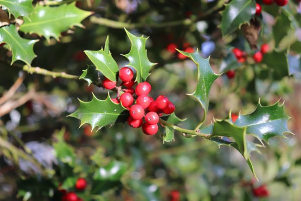 Cost of Holly Tree Trimming in Sun Prairie