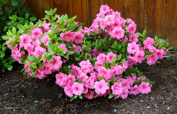 Azaleas Removal in Sun Prairie