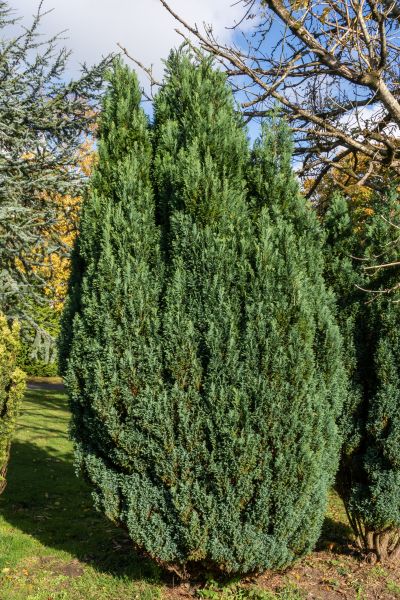 Cost of Juniper Trimming in Sun Prairie