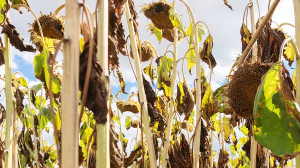 Dead Plant Removal in Sun Prairie