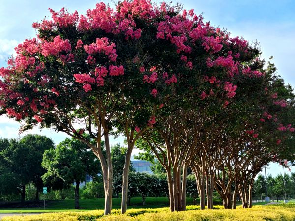 Cost of Crepe Myrtle Pruning in Sun Prairie