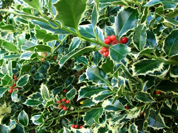 Cost of Holly Bushes Trimming in Sun Prairie