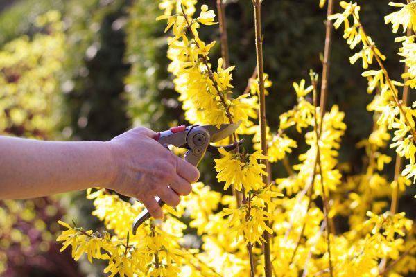 Forsythia Pruning in Sun Prairie