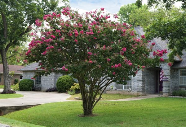 Crepe Myrtle Trimming in Sun Prairie