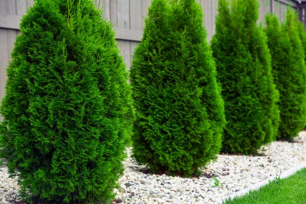 Arborvitae Removal in Sun Prairie
