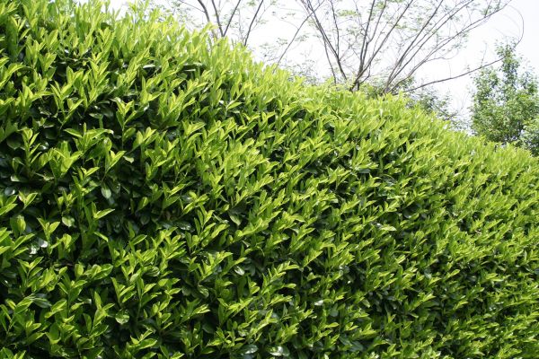 Laurel Shrub Removal in Sun Prairie