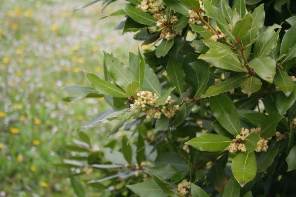 Laurel Trimming in Sun Prairie
