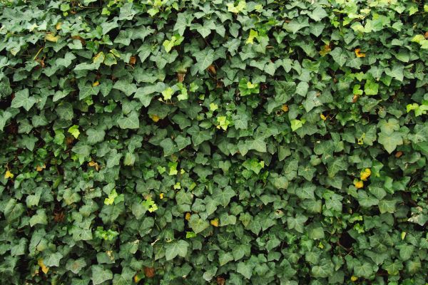 Ivy Pruning service in Sun Prairie