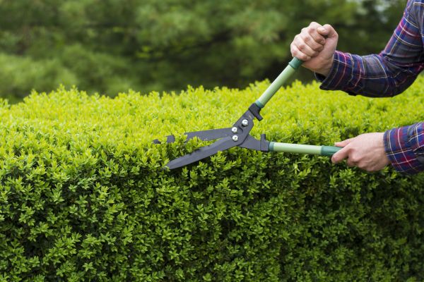 Cost of Evergreen Shrub Pruning in Sun Prairie