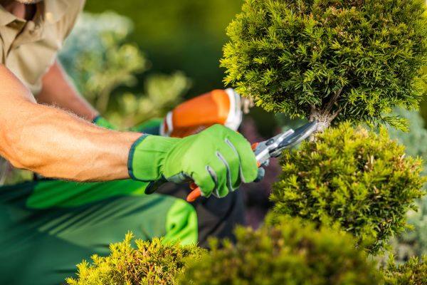 Landscape Pruning Service in Sun Prairie