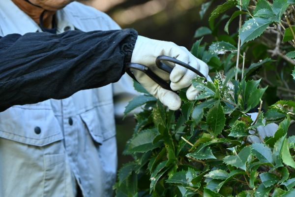 Holly Pruning in Sun Prairie