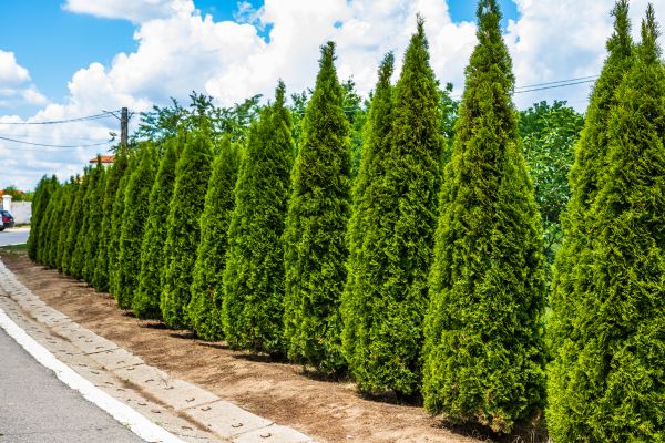 Arborvitae Shearing in Sun Prairie