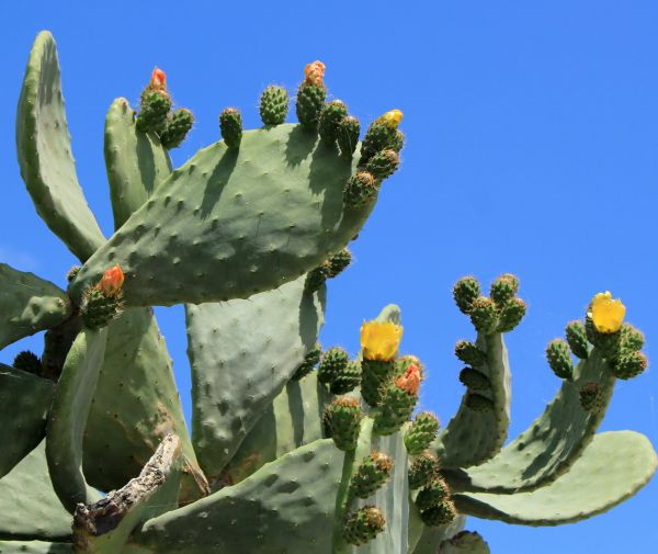 Cost of Cactus Removal in Sun Prairie