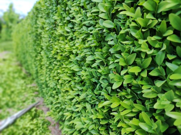 Cost of Boxwood Pruning in Sun Prairie