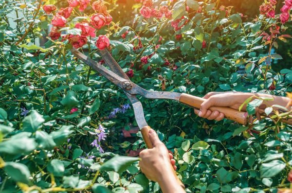 Knockout Roses Pruning in Sun Prairie