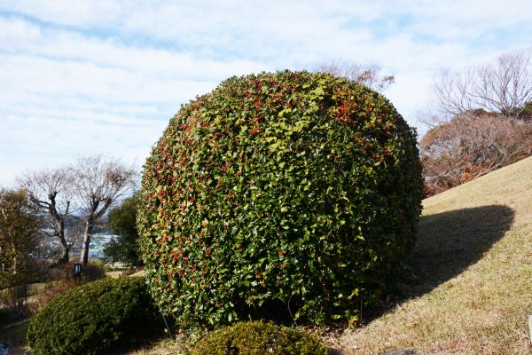 Cost of Holly Shrub Pruning in Sun Prairie