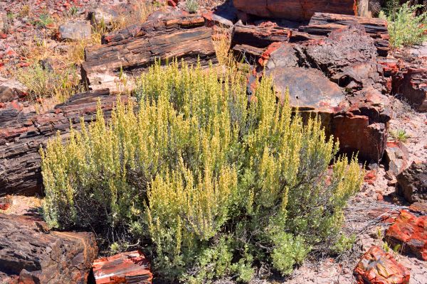 Sagebrush Removal in Sun Prairie
