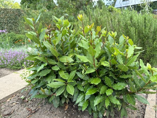 Laurel Hedge Trimming in Sun Prairie