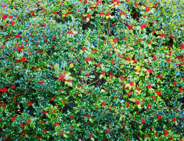 Holly Bush Removal in Sun Prairie