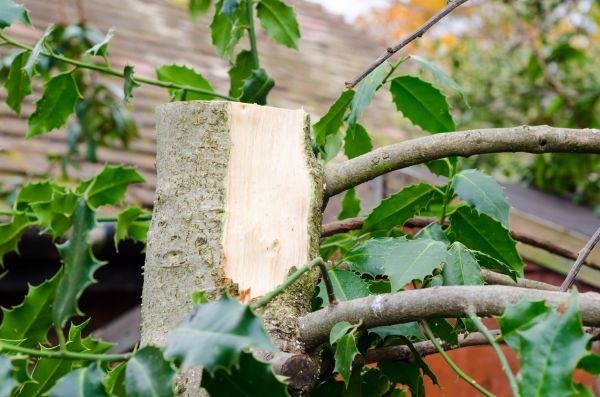 Holly Tree Removal in Sun Prairie