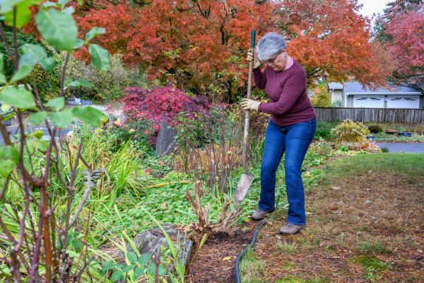 Dead Bush Removal in Sun Prairie