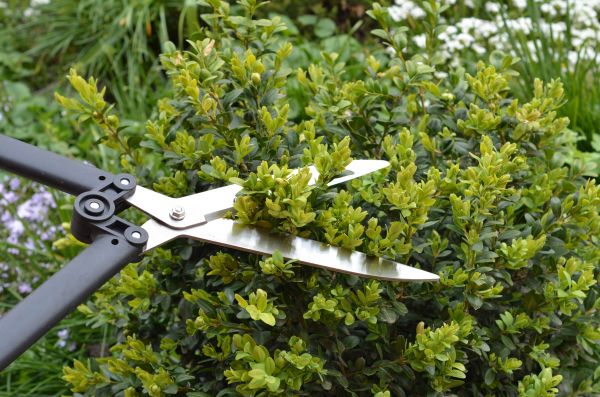 Cost of Boxwood Trimming in Sun Prairie