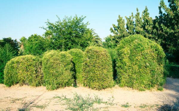 Bamboo Hedge Removal in Sun Prairie