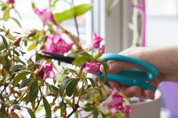 Azalea Pruning in Sun Prairie