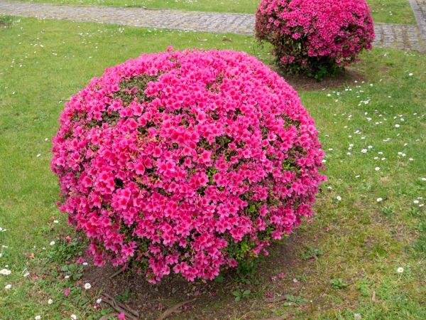 Cost of Rhododendron Pruning in Sun Prairie