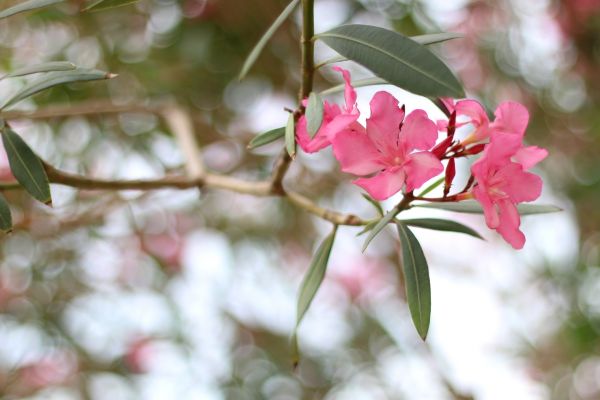 Oleander Removal in Sun Prairie