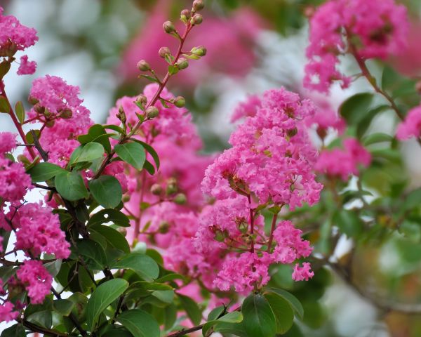 Crepe Myrtle Removal in Sun Prairie