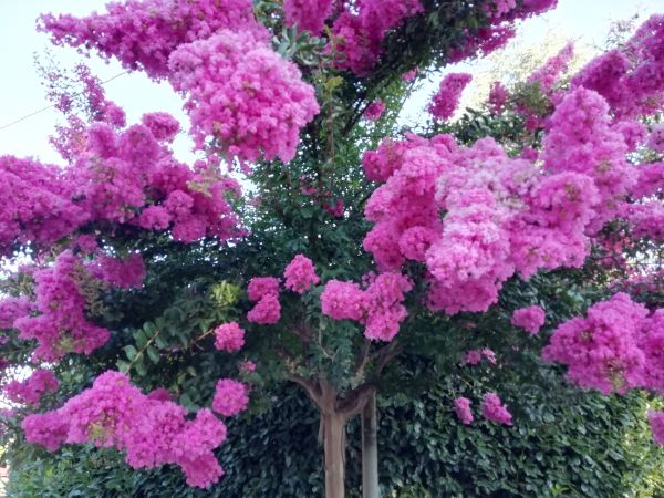 Cost of Crape Myrtle Pruning in Sun Prairie