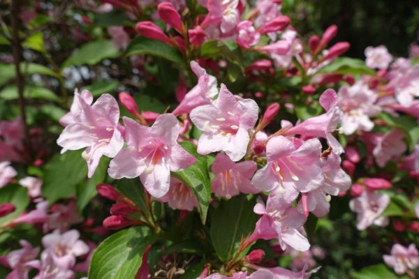 Weigela Pruning Service in Sun Prairie